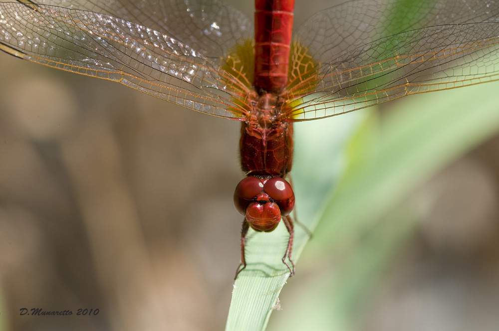 Red Dragon...portrait !